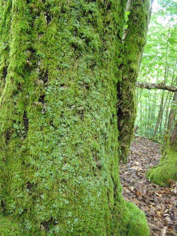 Valle del Farma e Stagno della Troscia: luoghi meravigliosi!